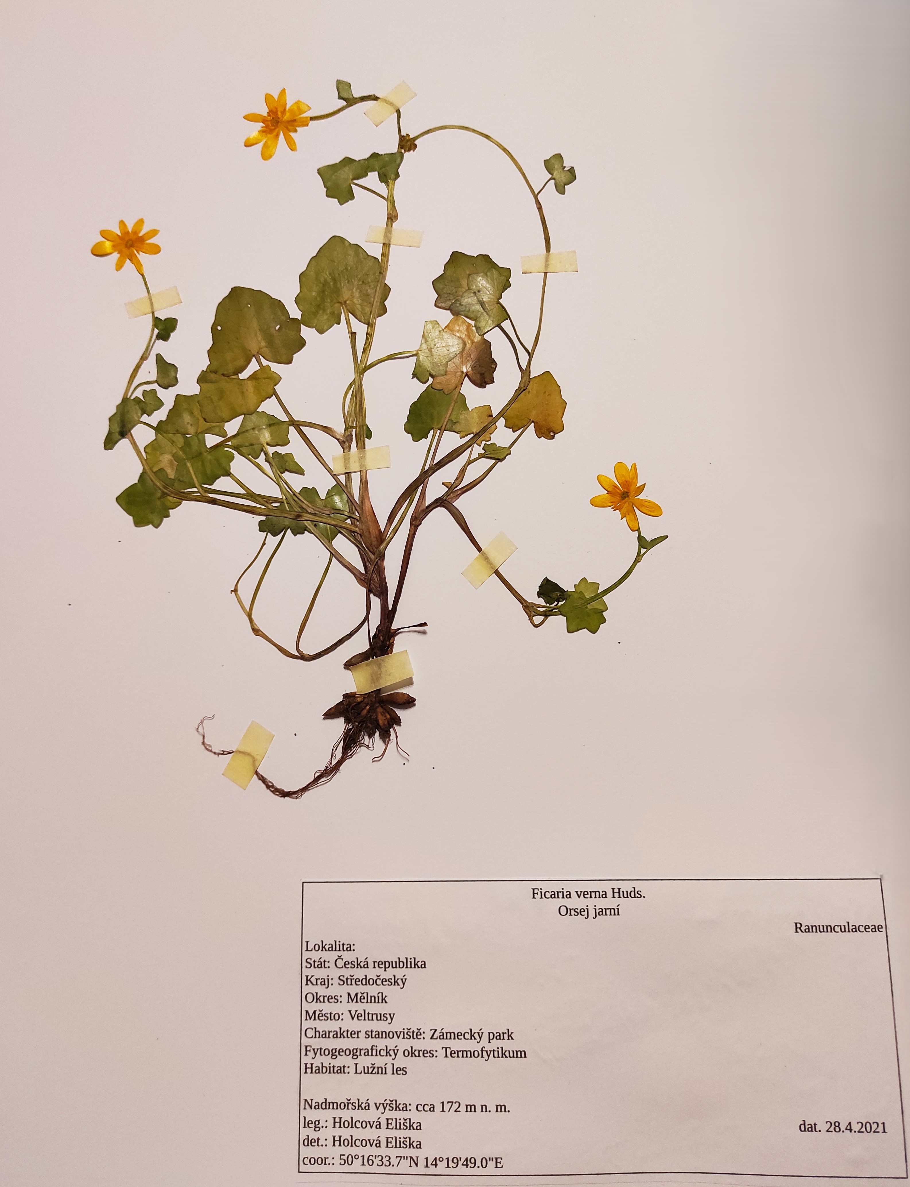 Herbář – Orsej jarní