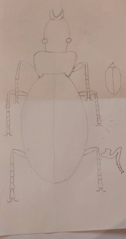 Vědecká kresba brouka